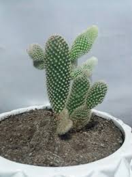 Los cactus son plantas de lugares deserticos, donde no hay agua, se los riega muy poquito una vez a la semana, se los deja al sol, ten cuidado, no son para interiores, la falta de sol fuerte los sin afan de ofender, solo te quiero decir que no se dice captus, sino cactus, de la familia de las cactaceas. Captus Cactus Plants Plants Cactus
