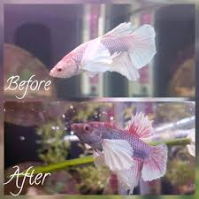 Perfect for a cat friend or to sit on your shelf. My Bettas Furry Amino