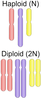 Furthermore, one other significant difference between haploid and diploid is their formation. Ploidy Wikipedia