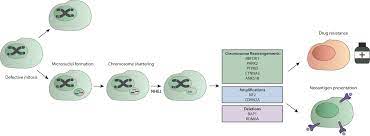Previously, it was as high . Frontiers Tumor Immune Microenvironment And Genetic Alterations In Mesothelioma Oncology