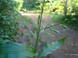 Image result for Acroceras zizanioides