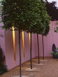This serene landscape photo depicts a row of tall, skinny trees in autumn. Contemporary Patio With Pleached Trees Urban Garden Design Patio Trees Landscaping Trees