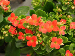 The top of the plant a layer of beautiful. Kalanchoe Flowering How To Make A Kalanchoe Rebloom Dummer Garden Manage Gfinger Is The Best Garden Manage App