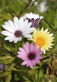 Image result for Dimorphotheca