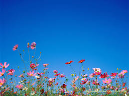 Shades of turquoise wallpaper along with sea blue, light blue, navy and much more will transform your living space. Cosmos Flowers Blue Sky Flower Garden 1024x768 Wallpaper Teahub Io