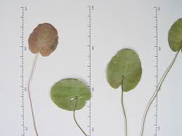 Image result for Nymphoides milnei