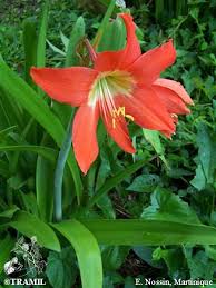 Image result for Hippeastrum puniceum
