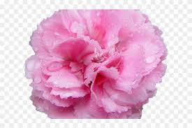 Bouquet of white, pink and red carnations. Carnation Clipart Transparent Background Carnation Flower Transparent Background Hd Png Download 640x480 641991 Pngfind