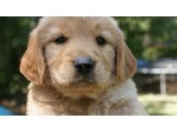 Breeder of golden retriever puppies, also known in the united states as white golden retrievers, european golden retrievers, english cream golden retrievers, british. Golden Retriever Puppies In Alabama