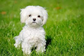 Maltese puppies are playful, fearless and gentle companions. Maltese Puppies For Sale From Reputable Dog Breeders
