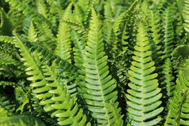 Image result for Blechnum punctulatum