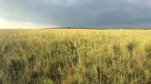 Image result for Urelytrum henrardii