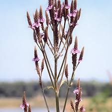 This type of habitat can be found around the world, but it goes by different names, such as steppes in asia. The Peak Of The Prairie Plants To Know And Grow Chicago Botanic Garden