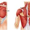 A collection of anatomy notes covering the key anatomy concepts that medical for more information, see the geeky medics guide to the nerve supply of the upper limb. 1