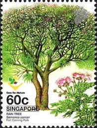 Rain trees kindergarten provides a creative, caring, fun and friendly environment for children between 2 and 6 years in singapore. Stamp Rain Tree Samanea Saman Singapore Heritage Trees Mi Sg 1195 Sn Sg 1035 Yt Sg 1135 Sg Sg 1250 Wad Sg044 02