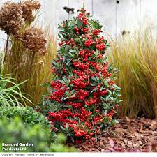 Image result for Pyracantha