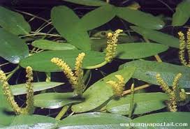 Image result for Aponogeton desertorum