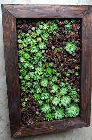 Diy Vertikale Garten Mit Sukkulenten Tipps Und Hinweise Hangende Sukkulenten Vertikale Sukkulenten Garten Vertikaler Garten