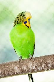 Birds With Yellow Feathers On Head Colors Mutations And More Budgerigar Natuur