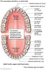 Teeth Diagram Teeth Teeth Anatomy