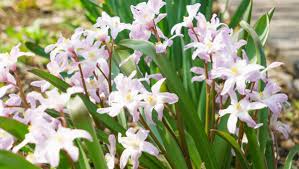 Launceston is at in the tamar valley, northern tasmania the valley was formed by volcanic and glacial forces over 10 million years ago. Plant Those Spring Bulbs The Examiner Launceston Tas
