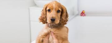 Many dog owners claimed that their dogs were left with no fleas after bathing them with baby shampoo but your expert vet will disagree and there are no studies to support that. First Puppy Bath The Survival Guide Purina