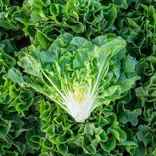 When is the right time to harvest endive and escarole? Organic Non Gmo Eliance Escarole