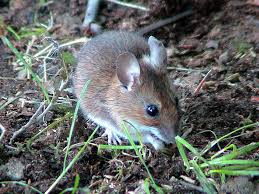 Waldmaus Im Garten Foto Bild Tiere Wildlife Saugetiere Bilder Auf Fotocommunity