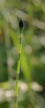 Image result for Equisetum ramosissimum