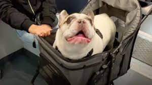 Frenchie With His 'Freakishly' Human Voice Has Back And Forth Conversations