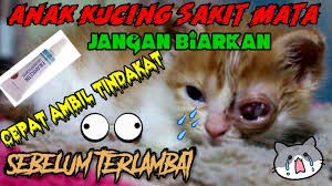 Check spelling or type a new query. Mengobati Anak Kucing Sakit Mata Sangat Ampuh Nd Mudah Youtube