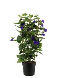 Image result for Thunbergia battiscombei