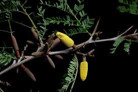 Image result for Acacia cornigera