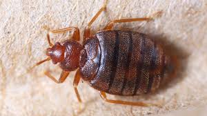 We serve both residential and commercial. Bed Bugs Bug Catchers Pest Control