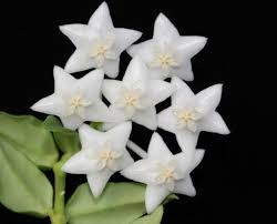 Image result for hoya plant flower