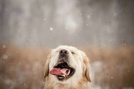 Image result for snow flurries