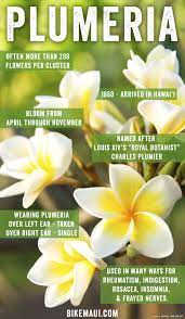 Plumeria Flower Maui Plant Of The Month Maui Plant Plumeria Tree Plumeria