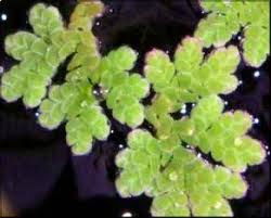 Image result for Azolla