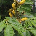 Image result for Markhamia lutea