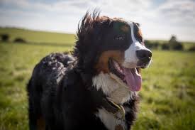 The bernese mountain dog mix can have multiple purebred or mixed breed lineage. 31 Big Fluffy Dog Breeds To Hug World S Fluffiest Big Dogs