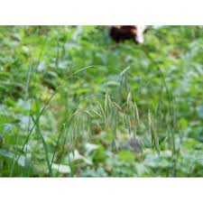 Image result for Bromus