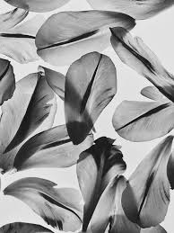 Black And White Photos Of Flowers Flower Petals In Romantic Black And White Mariedyas Nature Art Prints Floral Graphic Design Flower Pedals