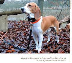 De schweizer laufhund is een middelgrote hond met een korte vacht, hangende oren en een lang ras: Kleine Schweizer Wild Und Hund