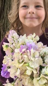 Quest to grow sweet-smelling sweet peas follows the fragrance