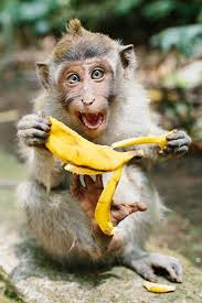 Gorgeous Grappige Apen Dieren Foto S Grappige Dieren