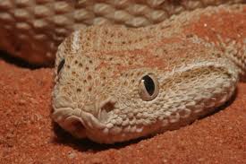 Image result for Bothriocline mbalensis