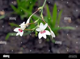 Image result for Freesia laxa