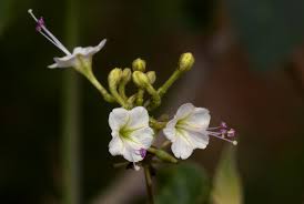 Image result for Commicarpus