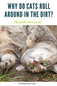 The thicker layer of soil contains some water that makes it more relaxed than the crusty outer layer that is exposed to the sun. Pin On Cat Behavior