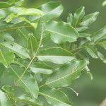 Image result for Dalbergia obovata